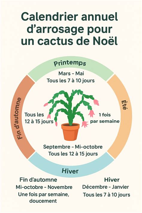 Fréquence d'arrosage du cactus en été