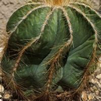 Signes de sous-arrosage ou sur-arrosage du cactus