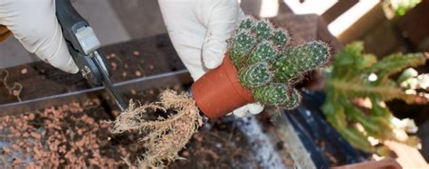 Entretien du cactus : dépoussiérage