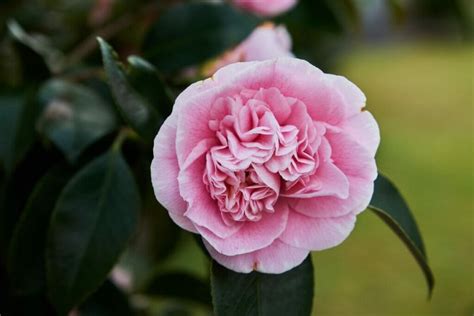 Variétés de camélias