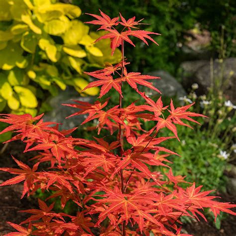 Érable du Japon aux couleurs automnales
