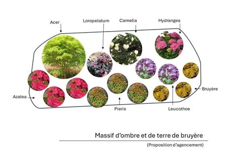 Illustration de massifs de terre de bruyère variés