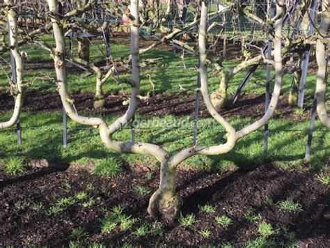 Arbre fruitier en palmette double U