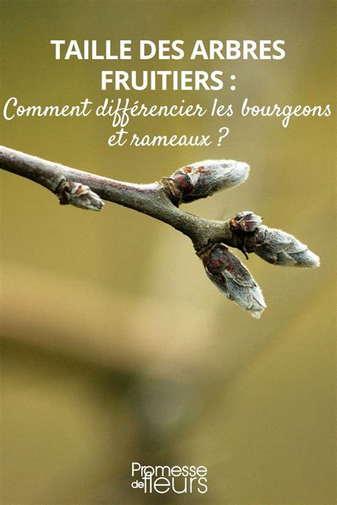 Illustration des différents bourgeons et rameaux