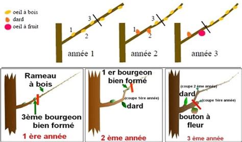 Schéma de la taille trigemme