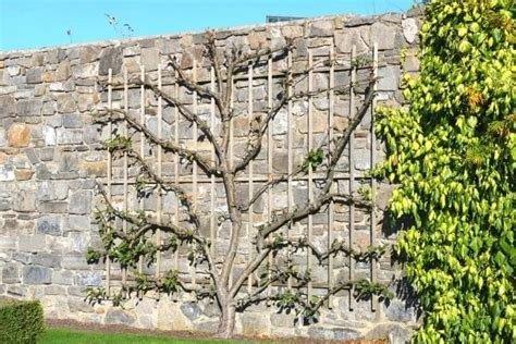 Exemple de structure de palissage