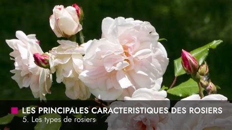 Illustration des différents types de rosiers