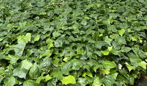 Comparaison visuelle du Hedera canariensis et du Hedera helix