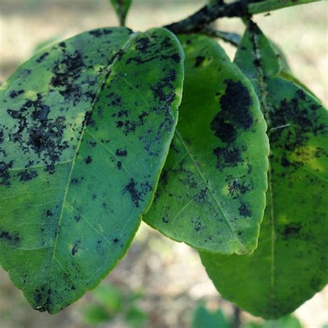 Feuilles de citronnier attaquées par les pucerons et la fumagine