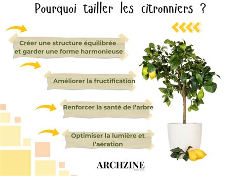 Exemple de taille douce sur un citronnier avec application de mastic cicatrisant