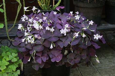 Oxalis triangularis (Oxalis pourpre) en pot avec des feuilles en forme de cœur