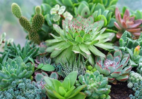 Massif de plantes succulentes variées