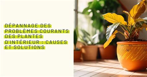 Dépannage des problèmes courants des plantes grasses