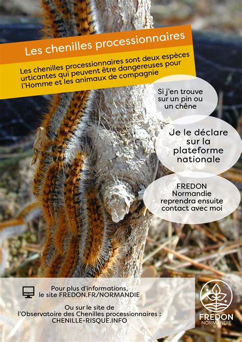 Infographie sur les méthodes de lutte contre la chenille processionnaire