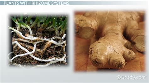 Illustration de rhizomes cespiteux (non traçants) vs leptomorphes (traçants)