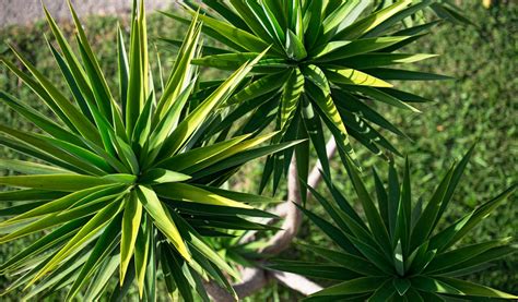 Exemples de plantes résistantes au froid pour jardinières