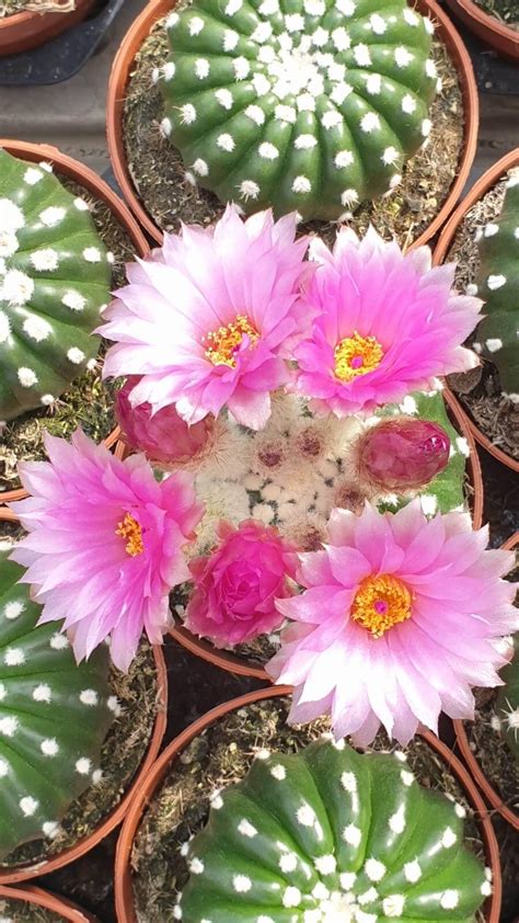 Collection de cactus fleuris aux couleurs variées