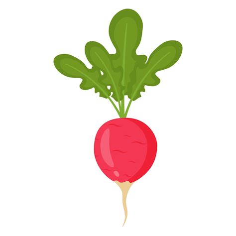 Illustration d'un radis daïkon fraîchement récolté avec ses feuilles