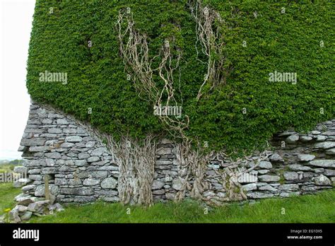 Mur ancien couvert de lierre