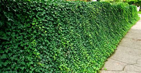 Équipements de jardinage cachés par une haie de lierre