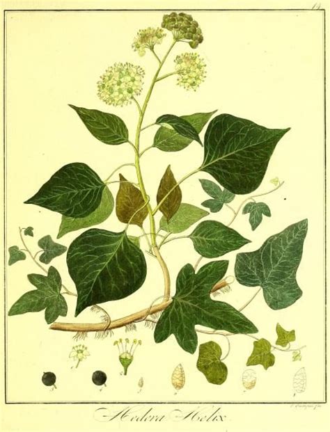 Illustration botanique du Hedera helix montrant ses feuilles à lobes caractéristiques