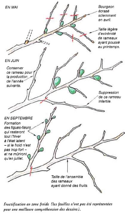 Infographie comparant le cycle de fructification du figuier unifère et bifère