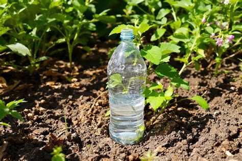 Tutoriel visuel montrant comment percer et enterrer une bouteille d'eau pour l'irrigation