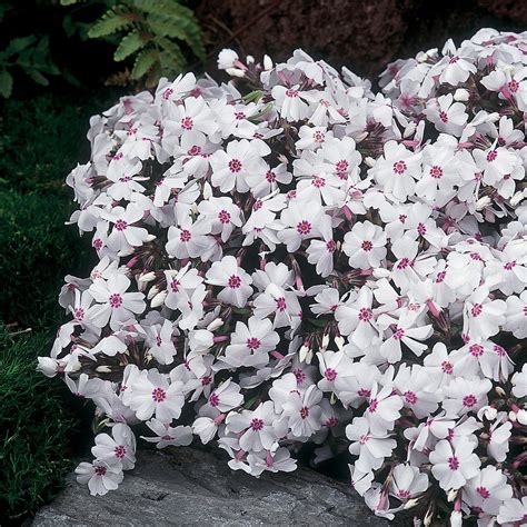 phlox mousse blanc en fleur dans une rocaille