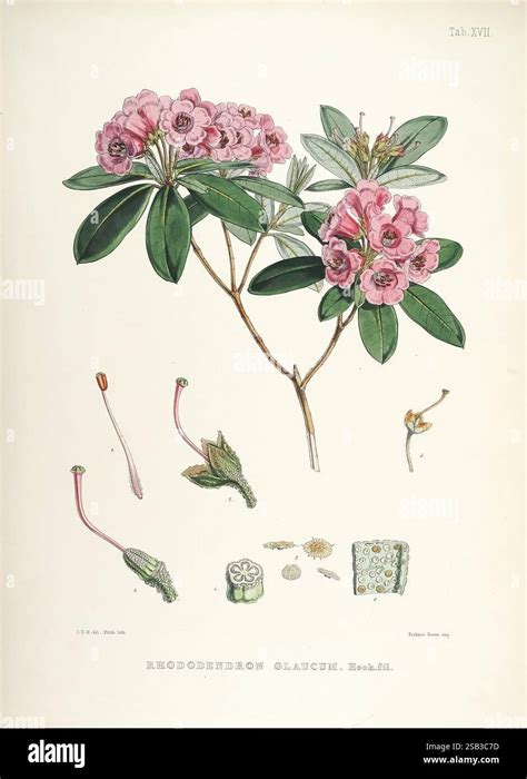 Illustration botanique historique de Rhododendron molle mettant en valeur les fleurs et le feuillage