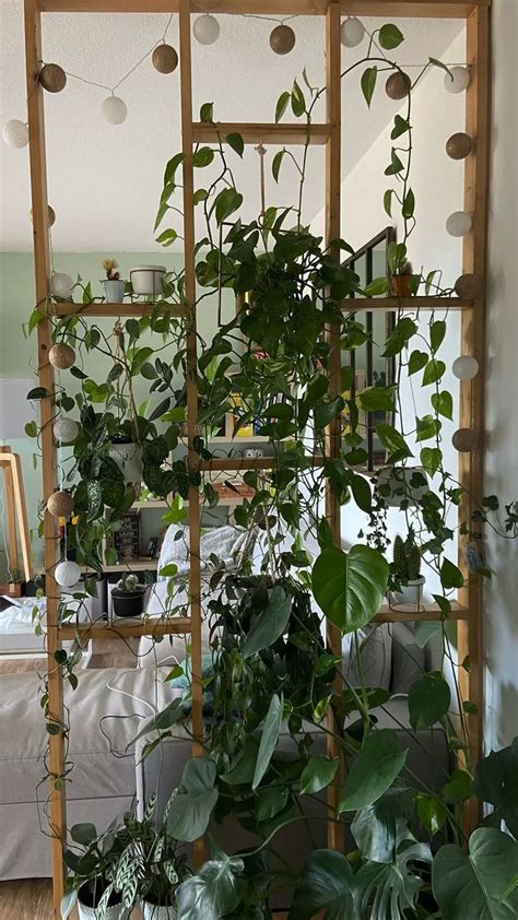 Claustra en bois ajouré avec plantes grimpantes