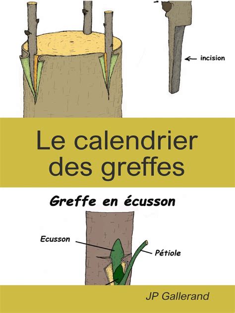Infographie comparative : calendrier des périodes de greffage pour les principaux fruitiers