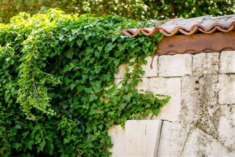 Lierre grimpant sur un mur de jardin
