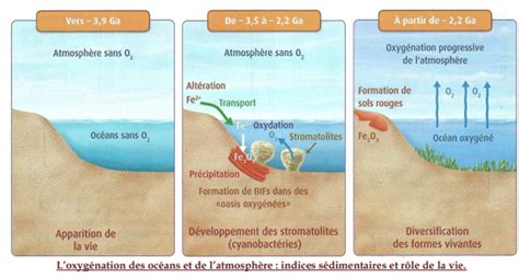 Illustration montrant l'enracinement dans l'eau