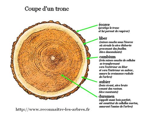 Schéma de la coupe transversale d'un tronc de figuier montrant la zone médullaire spongieuse et les anneaux de croissance
