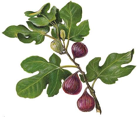 Illustration botanique des feuilles et des sycones du figuier commun