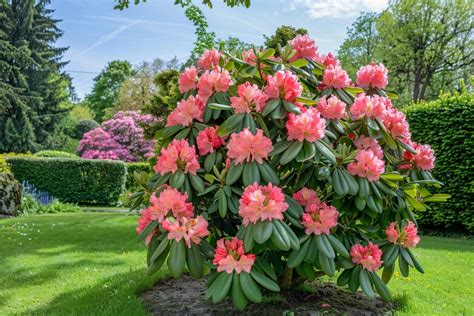 Rhododendron en bonne santé dans un jardin ombragé