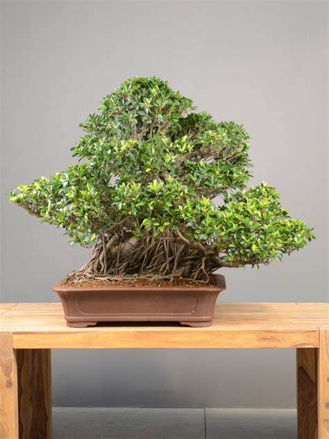 Un bonsaï Ficus retusa avec sa silhouette élégante et son port compact