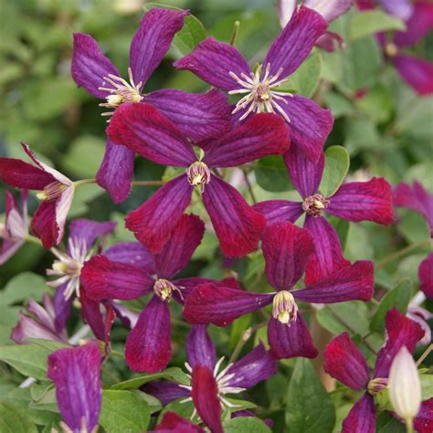 fleurs de clématite Sweet Summer Love aux nuances de rouge et violet