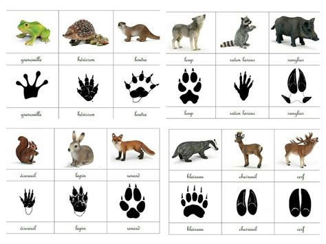 empreintes d'animaux variés