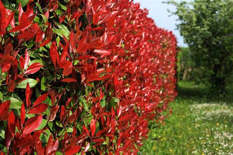 Haie de Photinia au printemps avec ses jeunes pousses rouges contrastant avec le feuillage vert