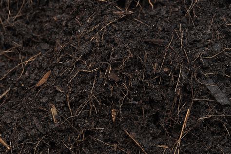 Photographie montrant un sol paillé et riche en matière organique