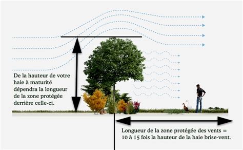 Diagramme montrant l'effet d'une haie brise-vent sur un potager
