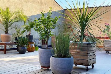Plantes en pot dans un mètre carré