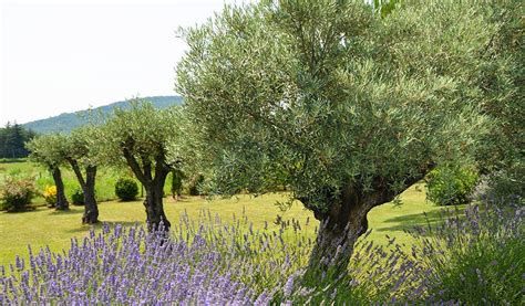 Illustration de deux oliviers dans une plantation