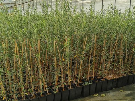 Jeunes plants d'oliviers irrigués dans une pépinière