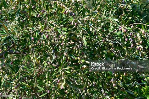 Olives mûres prêtes à être récoltées sur un olivier