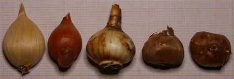 Catalogue illustré des différentes formes de bulbes