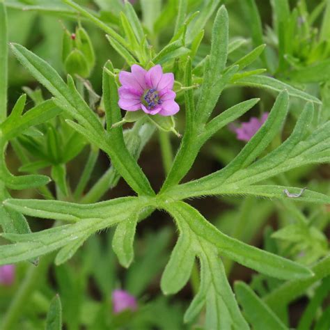 Schéma morphologique du Geranium dissectum