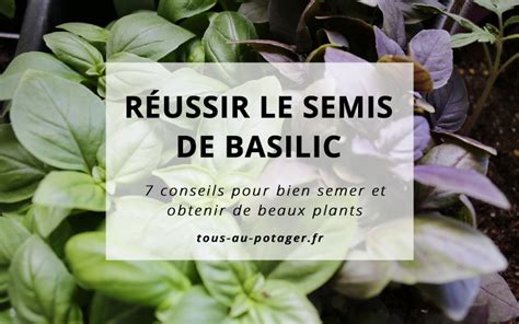 Schéma explicatif des étapes de semis du basilic en godet