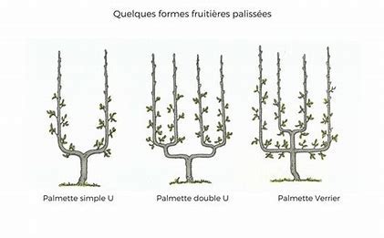 Infographie illustrant les différentes formes de palissage (U simple, U double, Palmette Verrier, Cordon)